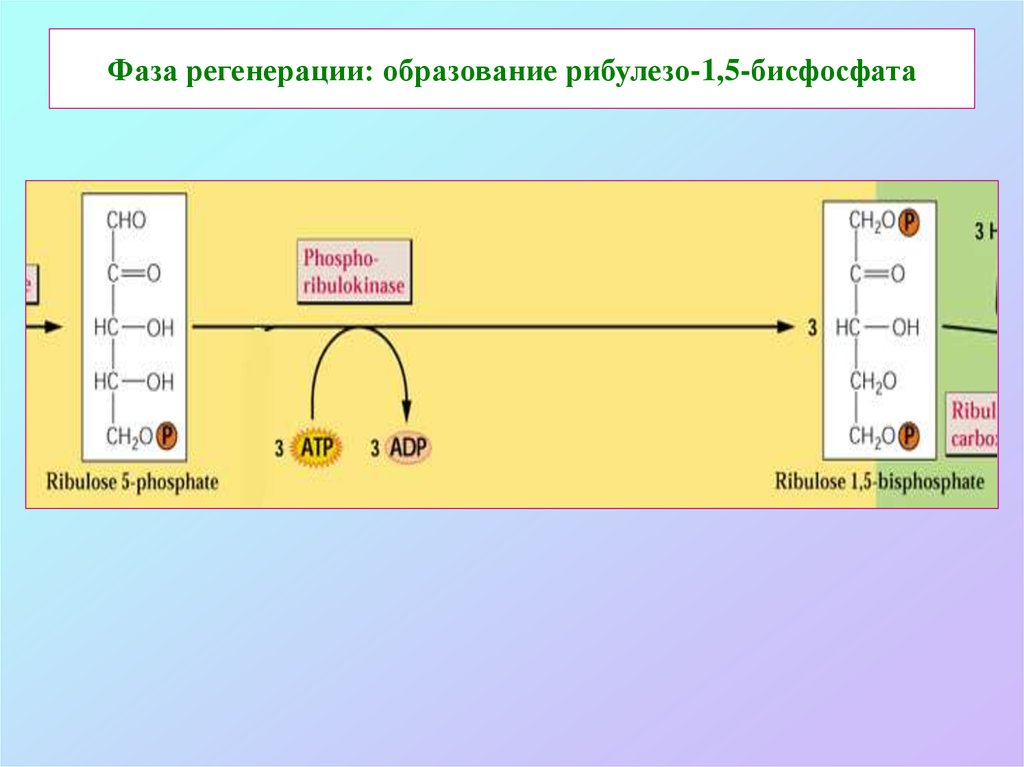 Образуется атф фаза. Фазы регенерации. АТФ фаза. Регенерации рибулезо-1,5-бифосфата. Образование НАДФН фаза.
