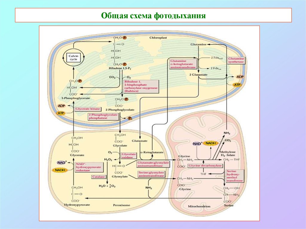 Фотодыхание это. Фотодыхание гликолатный цикл. Общая схема фотодыхания. Фотодыхание и фотосинтез. Схема процесса фотодыхания.