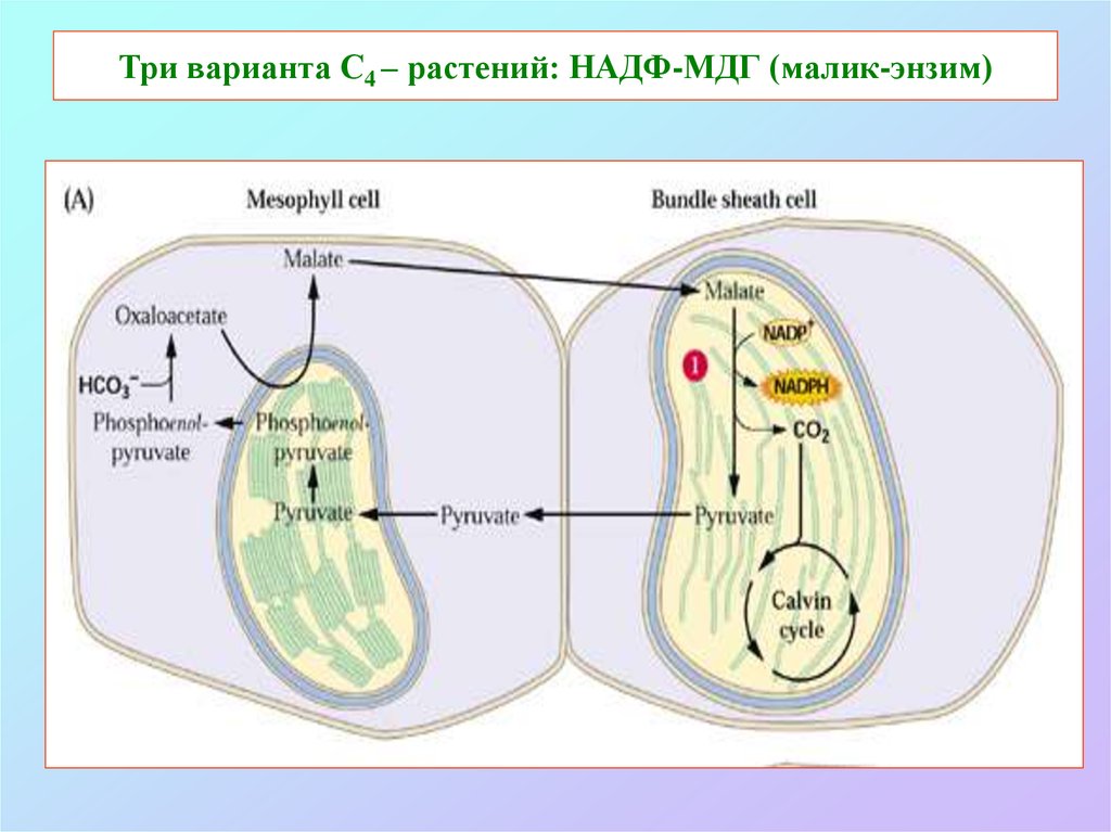 Атф и надф н. С4-путь фотосинтеза (цикл хетча — Слэка). С4 путь фотосинтеза. Темновая фаза фотосинтеза. С3 и с4 растения.