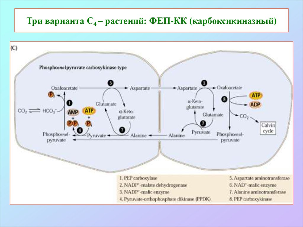 Атф и надфн. ФЕП карбоксилазы с4 фотосинтез. Фотосинтез с3 и с4-растений. ФЕП карбоксикиназный путь. ФЕП карбоксикиназа биохимия.