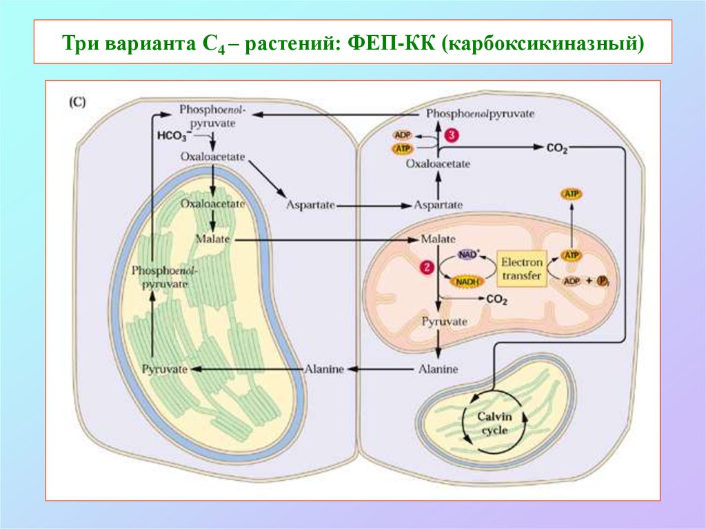 Фотосинтез процессы 4. С4-путь фотосинтеза (цикл хетча — Слэка). Фотосинтез с4 путь хэтча Слэка. С4 путь фотосинтеза цикл хетча-слека. Цикл Кальвина у с4 растений.