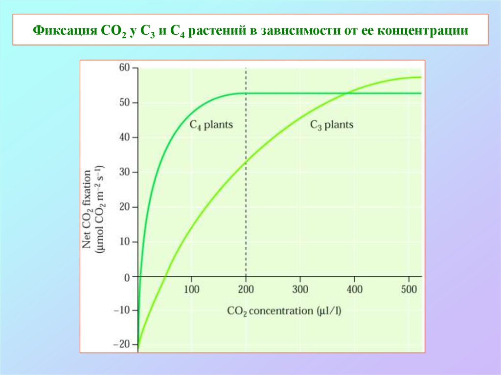 Концентрация зависит от температуры. Фиксация со2. Фиксация со2 при фотосинтезе. Интенсивность от концентрации. Зависимость скорости фотосинтеза от концентрации кислорода.