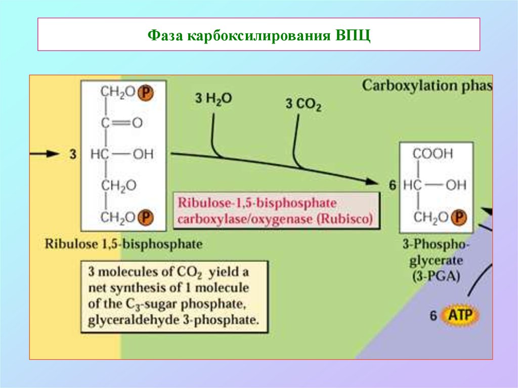 Образование атф темновая фаза. Карбоксилирование. Реакция карбоксилирования. Карбоксилирование это в биологии. Карбоксилирование ФЕП.