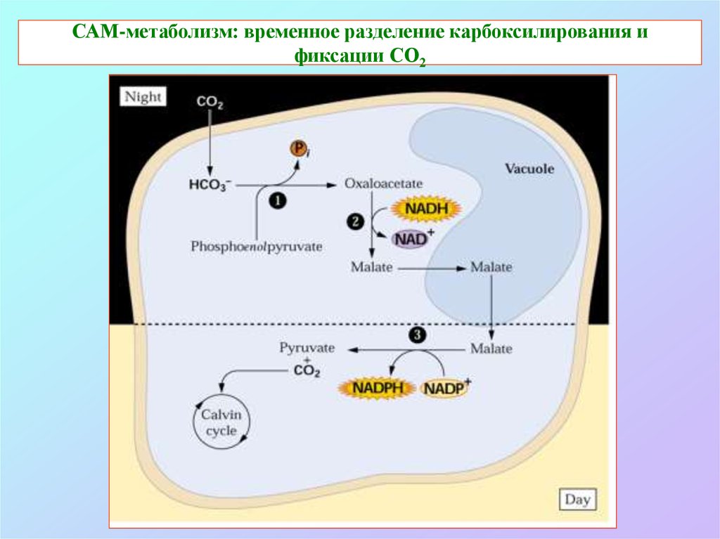 Цитозоль клетки это. Cam фотосинтез. Сам метаболизм. Карбоксилирование фаз фотосинтеза. Карбоксилирование стадии фотосинтез.