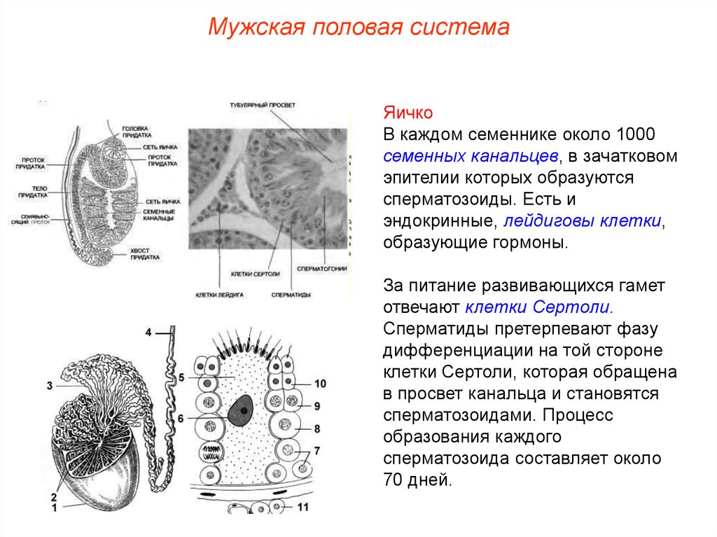 Клетки образующие органы. Эндокринные клетки яичка. Мужская половая система придаток семенника. Эндокринная клетка семенника. Семенной каналец образует клетки.