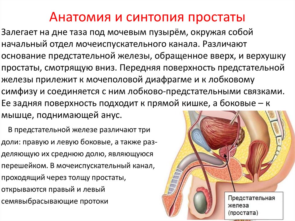 Предстательная железа у мужчин что это. Синтопия предстательной железы. Топография предстательной железы. Прямая кишка и простата строение. Простата анатомия топография.