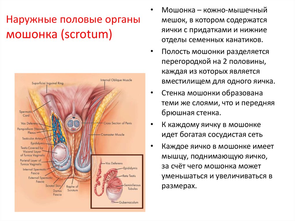 Строение наружных женских половых органов рисунок