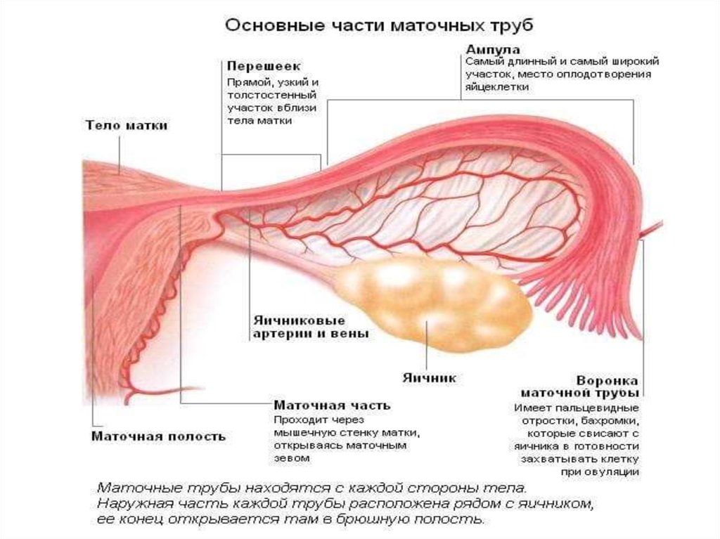 3 части матки. Ампула маточной трубы анатомия. Строение маточной трубы анатомия. Маточная труба четыре части.