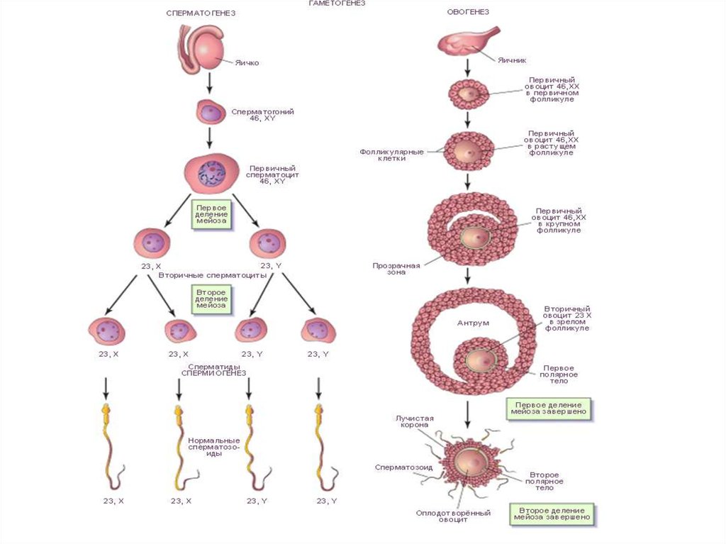 Возраст половых клеток. Овогенез. Размножение овогенез. Овогенез эмбриология. Процесс овогенеза.