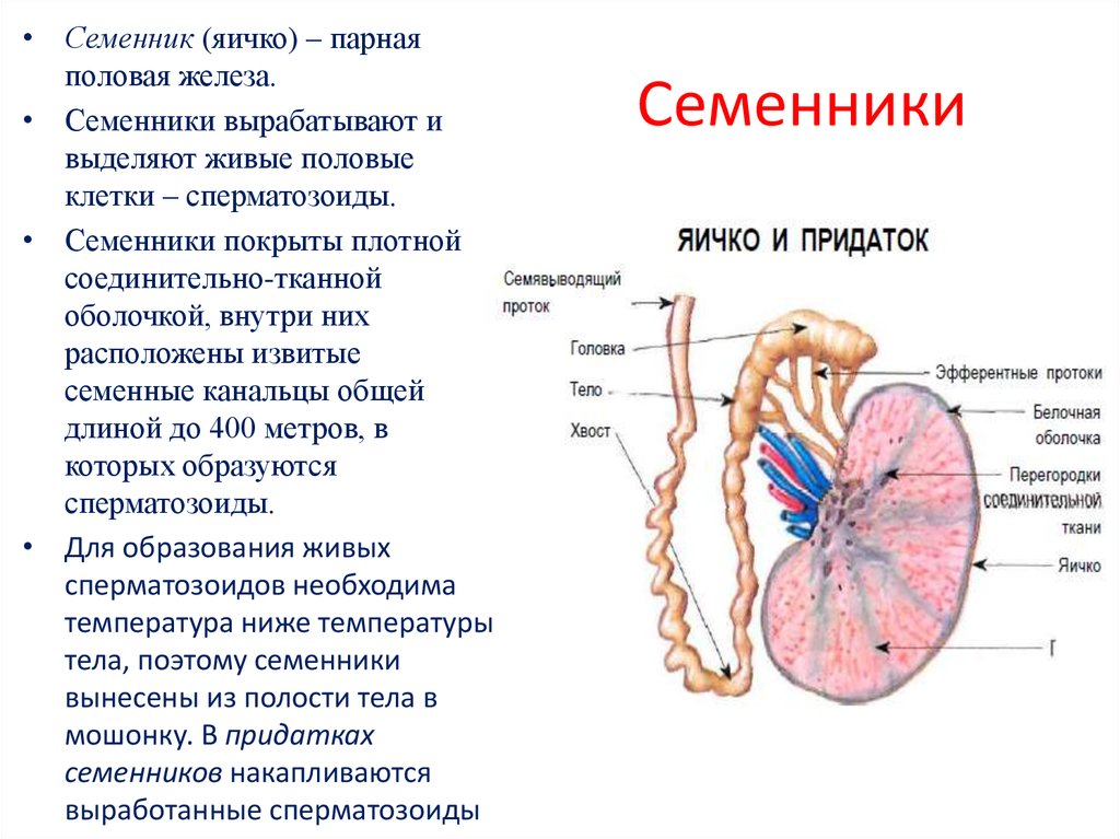 Мужские яички органы. Яички строение и функции. Строение семенника человека. Придаток яичка расположение строение функция. Характеристика придатка семенника.