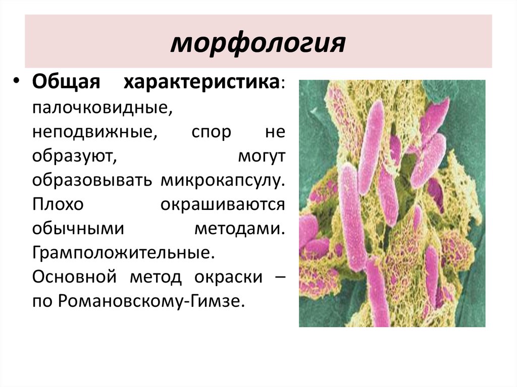 Морфология