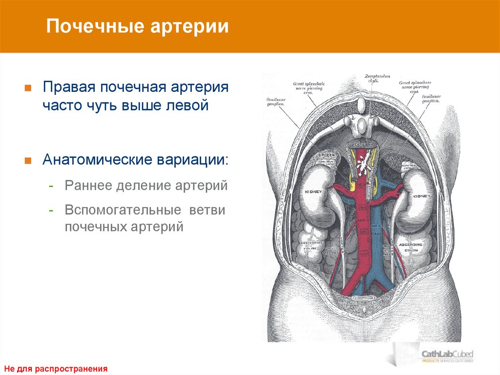 Правая почка. Правая почечная артерия. Почечная артерия функция. Деление почечной артерии.