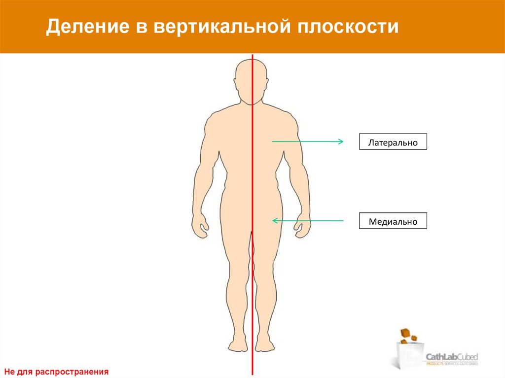 Вертикаль плоскости. Вертикальная плоскость. Душа в вертикальной плоскости.