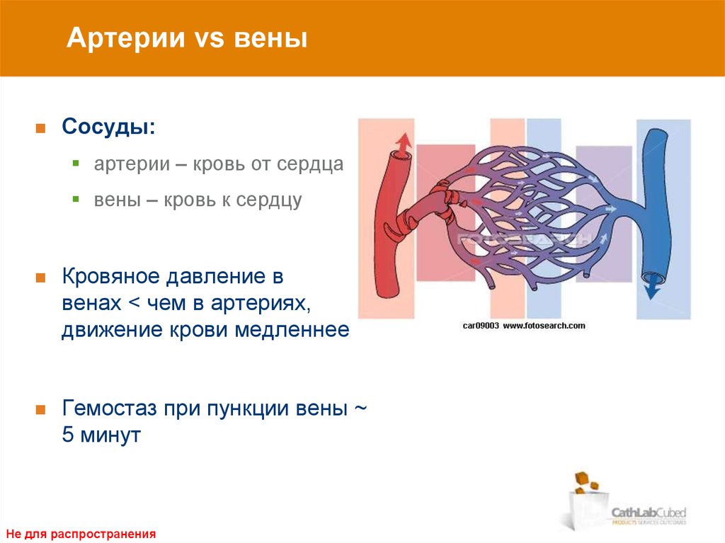 Движение крови по венам