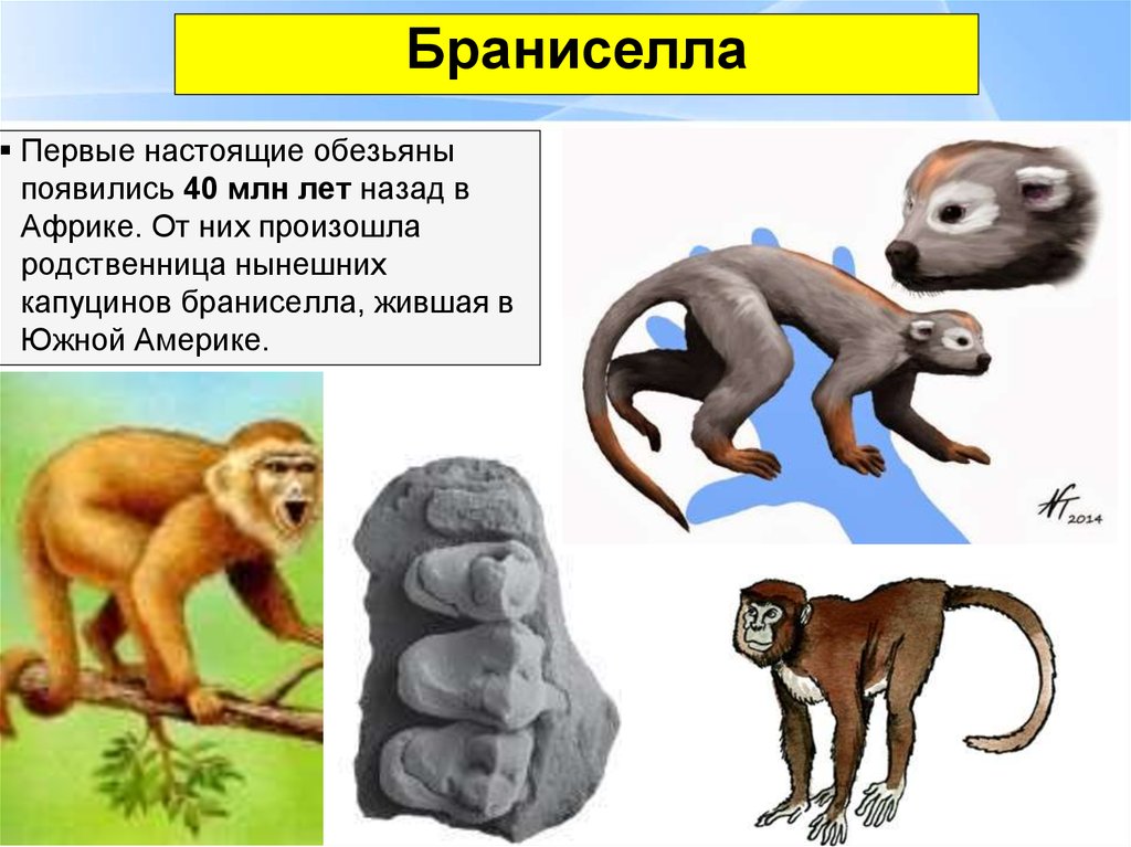Как появились обезьяны