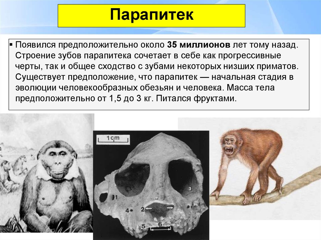 Презентация на тему приматы 7 класс биология