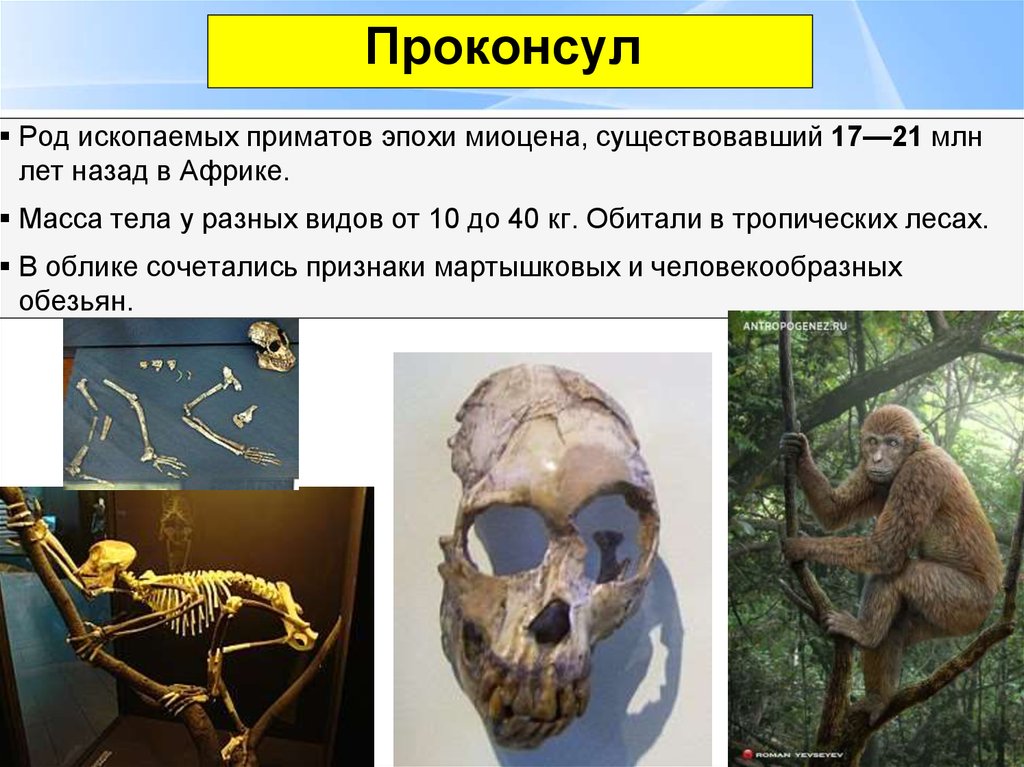 Образ жизни человекообразных обезьян. Проконсул и дриопитек. Проконсул род ископаемых приматов. Проконсул Антропогенез.