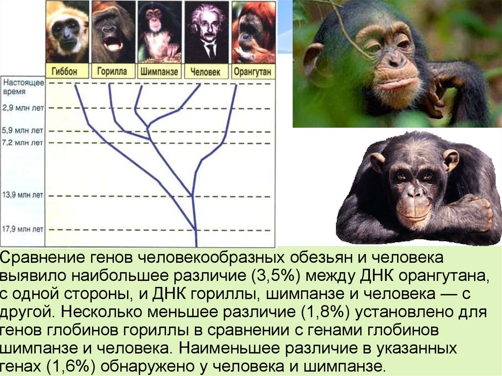 Шимпанзе отличается от человека