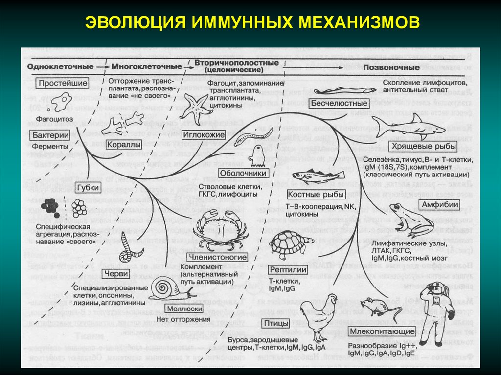 Эволюция клеточных организмов. Эволюция иммунных механизмов. Этапы эволюции иммунной системы. Эволюция иммунной системы у беспозвоночных. Эволюция иммунной системы животных.