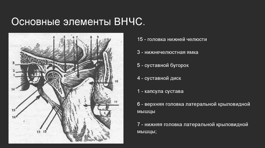 Височно нижнечелюстной сустав. Основные элементы височно-нижнечелюстного сустава. Элементы сустава ВНЧС. Строение сустава ВНЧС. Анатомо-топографическое строение ВНЧС.