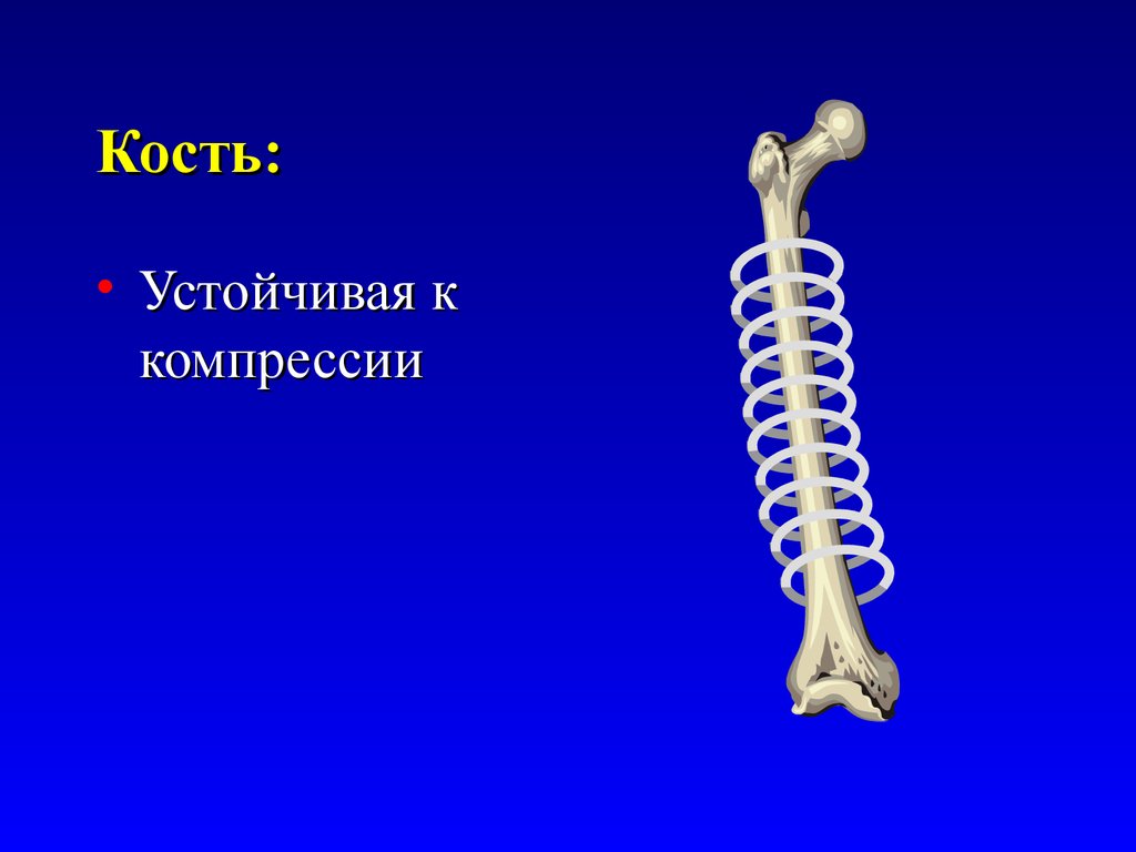 Про кости. Кости для презентации. Костные для презентации. Презентация с костями. Какая самая устойчивая кость.