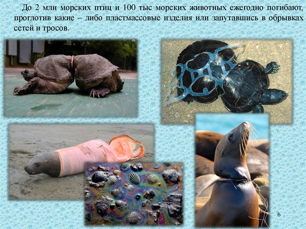 Животные страдают от загрязнений. Животные страдают от загрязнения воды. Последствия загрязнения океана для животных. Морские животные в опасности. Последствия загрязнения мирового океана для животных.
