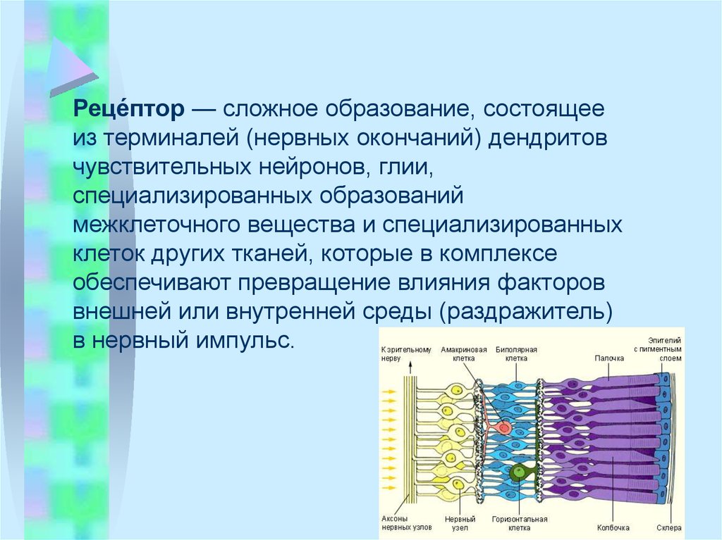 Рецепторы нейронов. Нервные окончания рецепторы. Чувствительные рецепторы клеток. Специализированные чувствительные клетки.