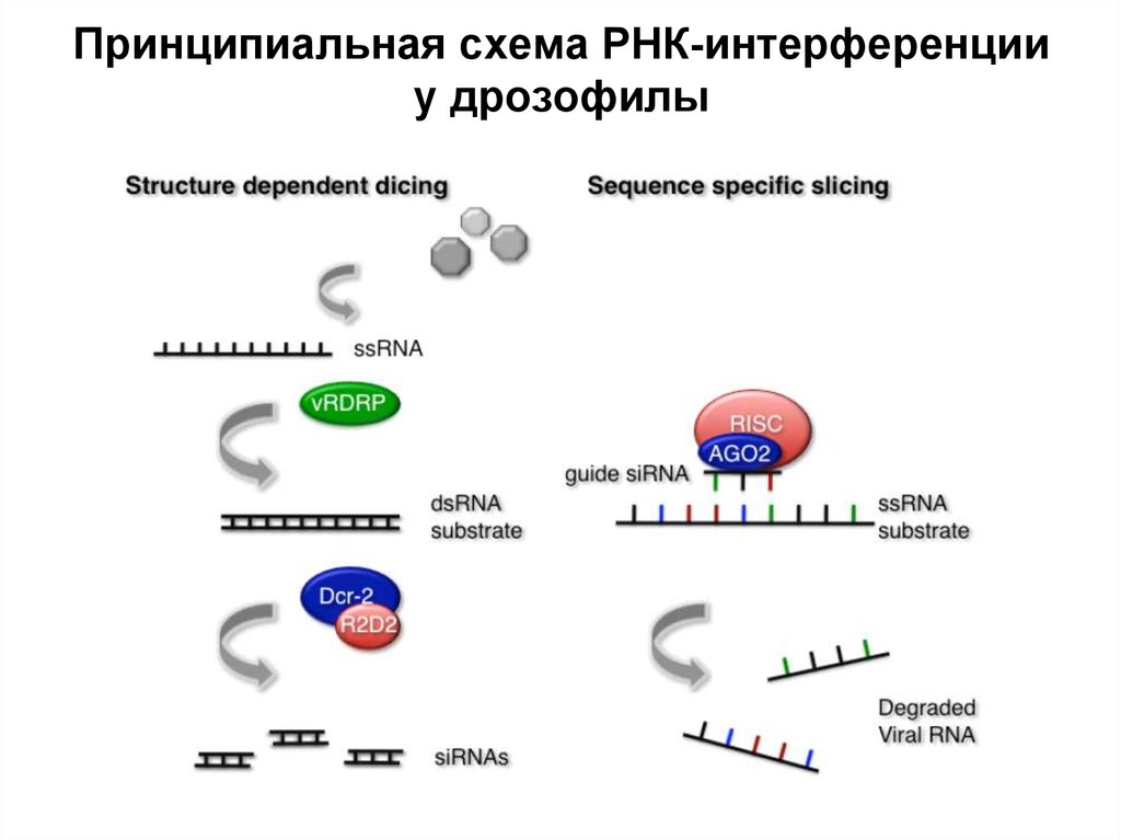 Интерферирующая рнк. РНК интерференция схема. РНК интерференция механизм. Феномен РНК интерференции. Малые интерферирующие РНК схема.