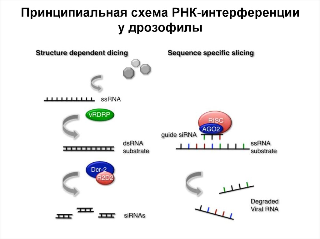 Рнк интерференция схема