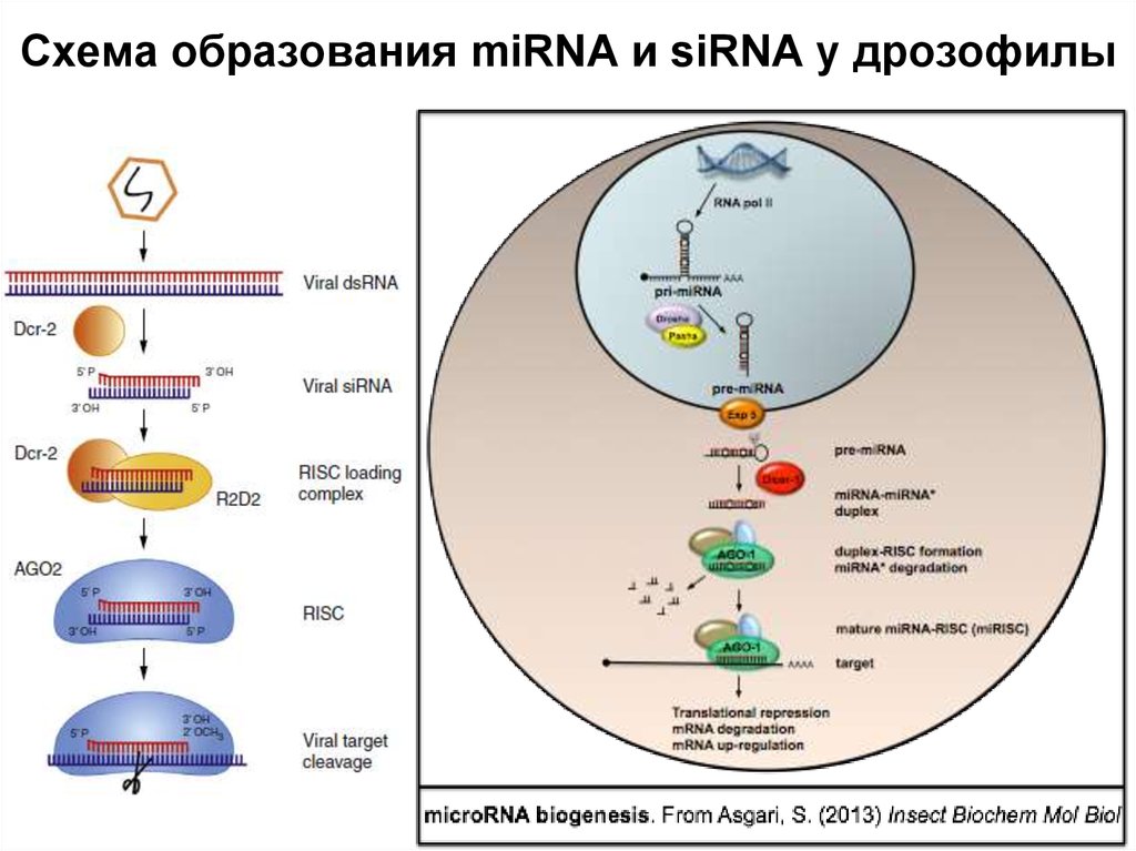 Схема образования nas