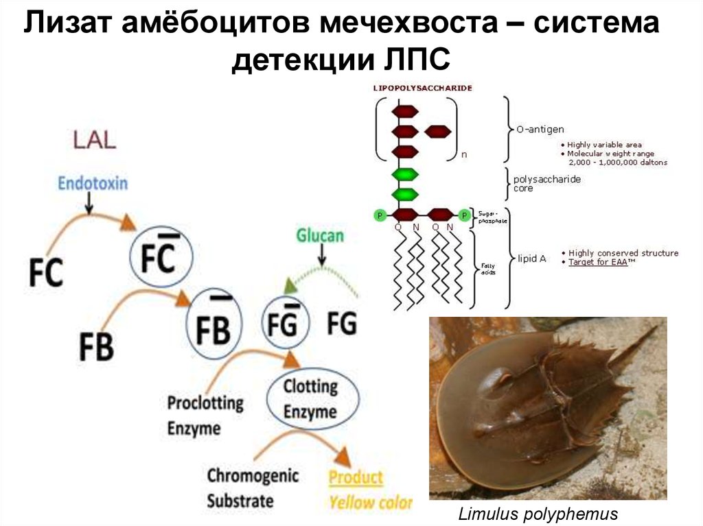 В соматических клетках дрозофилы содержится