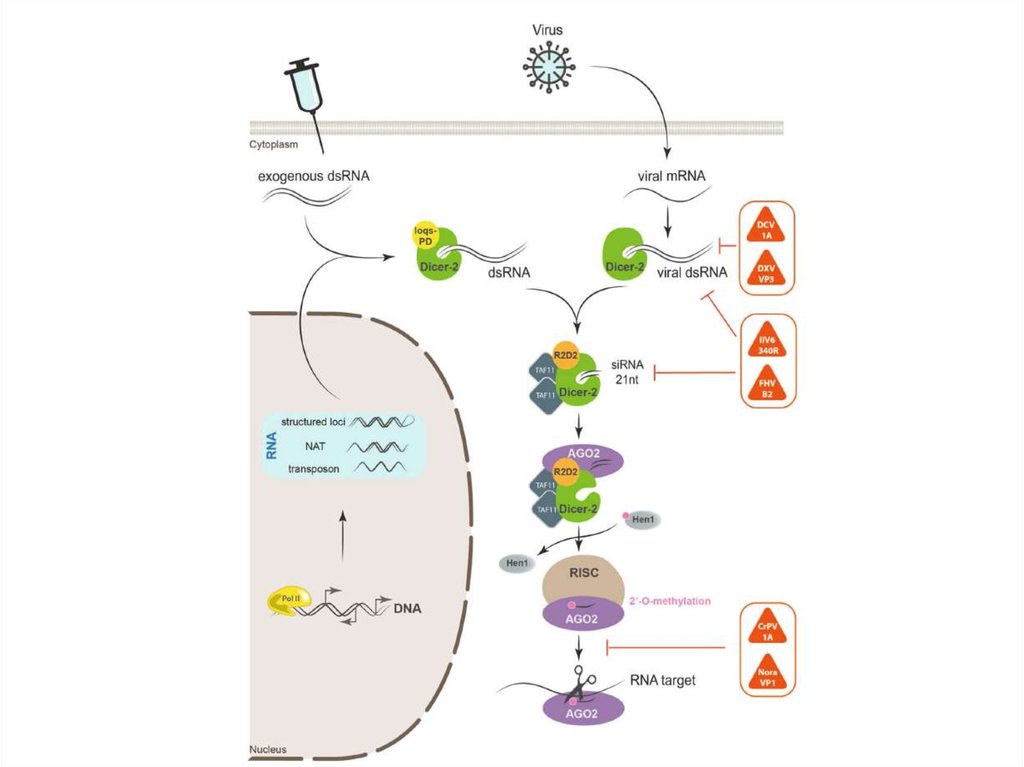 В соматической клетке дрозофилы 8. DSRNA viruses. Жукова Drosophila яичник. Фото дрозофилы без Гена иммунитета журнал Cell. DSRNA.