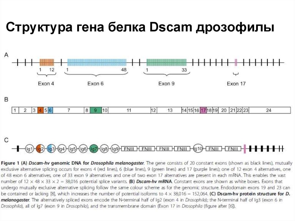 Гена белка. Структура Гена. Строение Гена, кодирующего белок. Функциональная структура Гена. Информационная структура Гена, кодирующего белки..