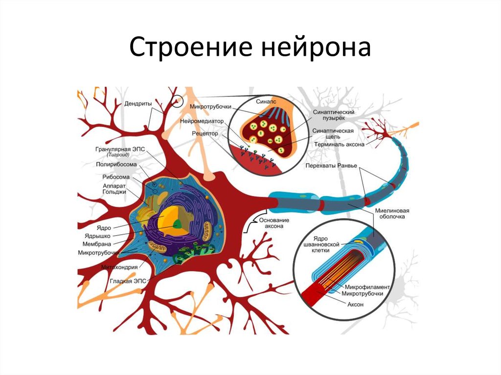 Строение нейрона рисунок функции