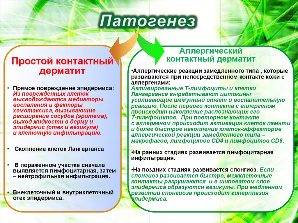 План обследования при аллергическом дерматите