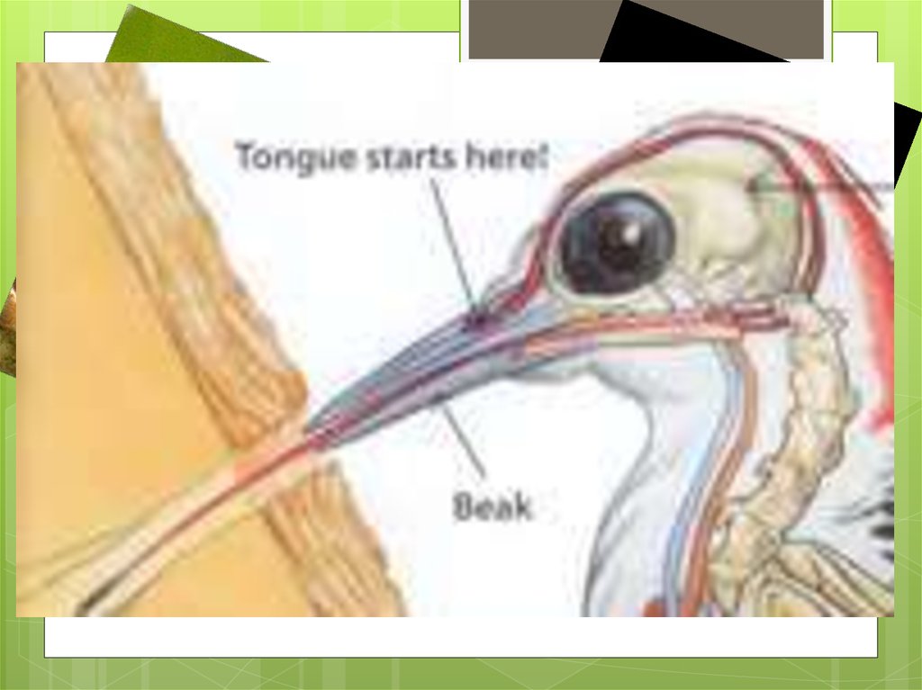 Строение языка дятла картинка