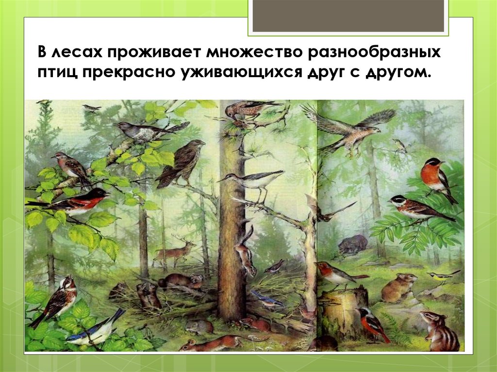 Образ жизни птиц леса. Сообщество лесных птиц. Птицы леса биология. Птицы в лесу для презентации. Птицы Лесные жители.