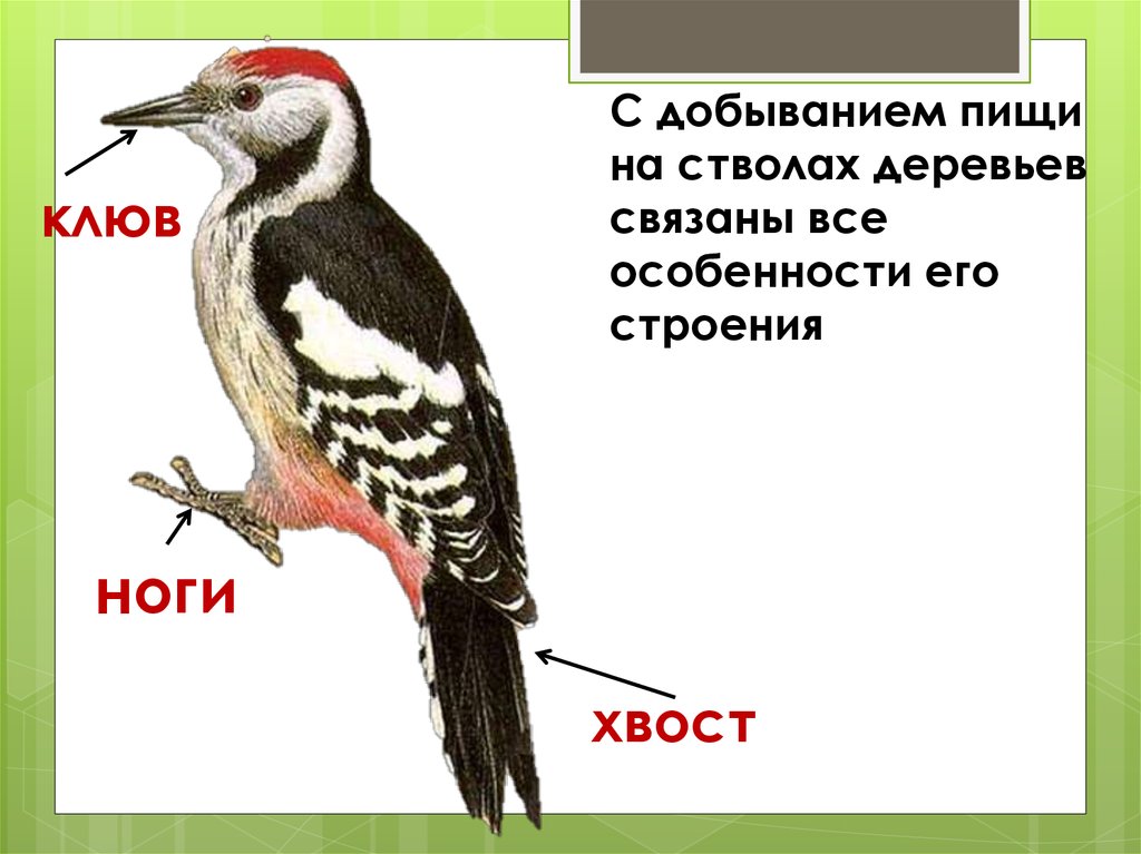 Птицы леса презентация 2 класс школа 21 века