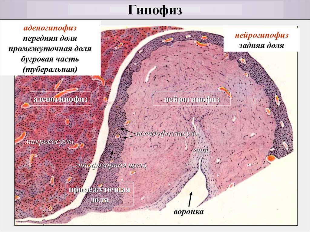 Гипофиз гистология рисунок