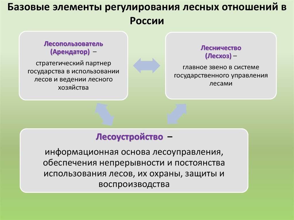 Базовые элементы регулирования лесных отношений в России