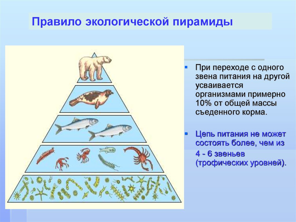 Трофическая структура водоема. Упрощенная экологическая пирамида чисел. Экологическая пирамида биогеоценоза. Экологическая пирамида хвойного леса. Цепи питания и экологические пирамиды.
