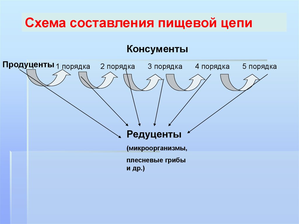 Презентация на тему поток энергии и пищевые цепи 9 класс