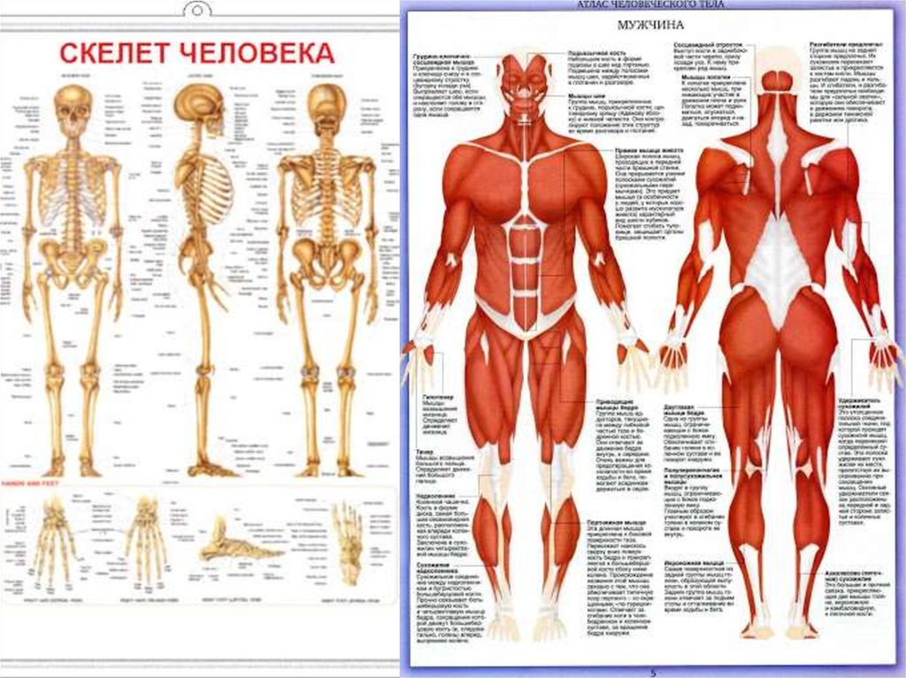 Рисунок атлас человека