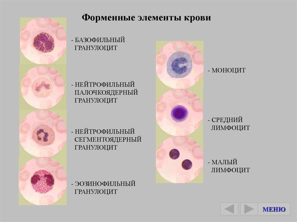 В схеме кроветворения ретикулоциты относятся к тест ответ