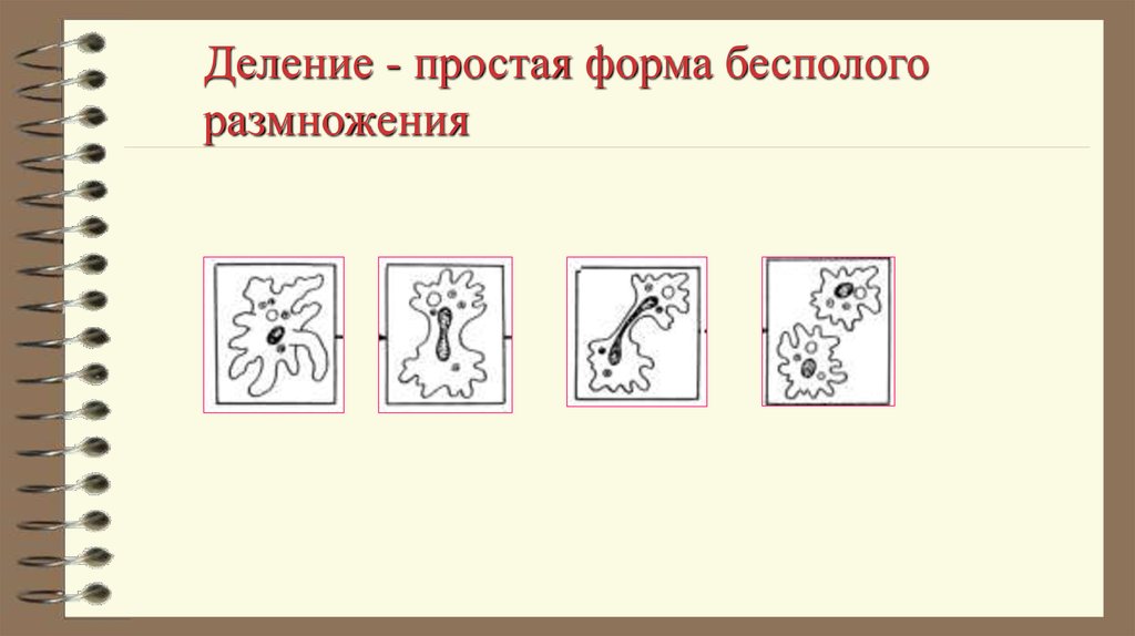 Множественное деление примеры. Деление простейших. Размножение живых организмов. Множественное деление шизогония. Деление простейших животных.