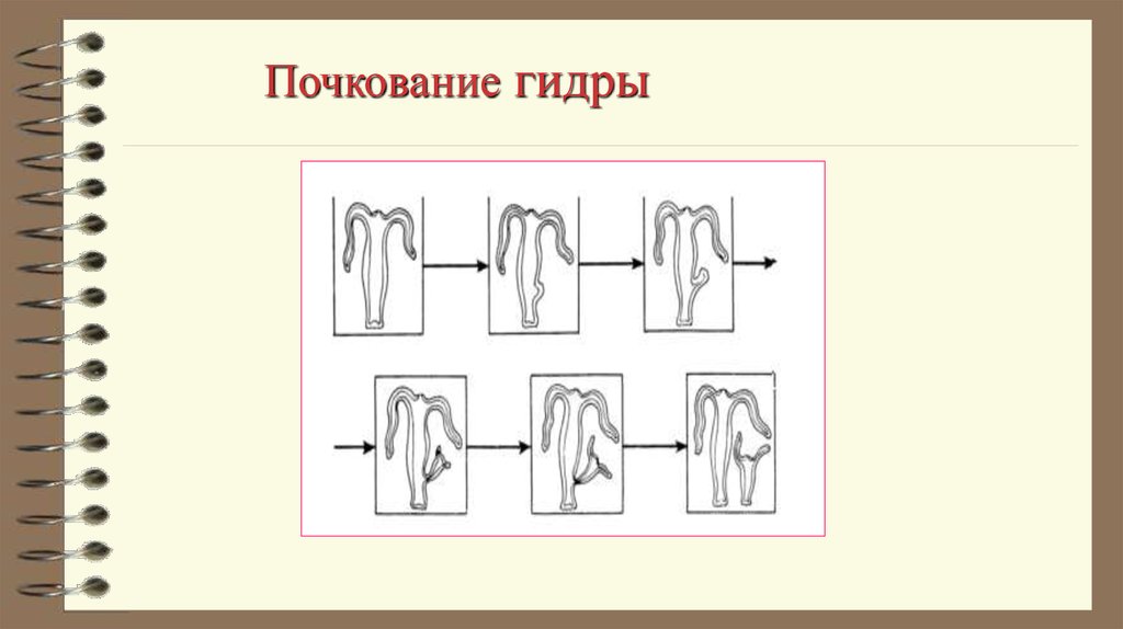 Процесс почкования. Почкование. Почкование гидры. Почкование схема. Почкование и фрагментация.