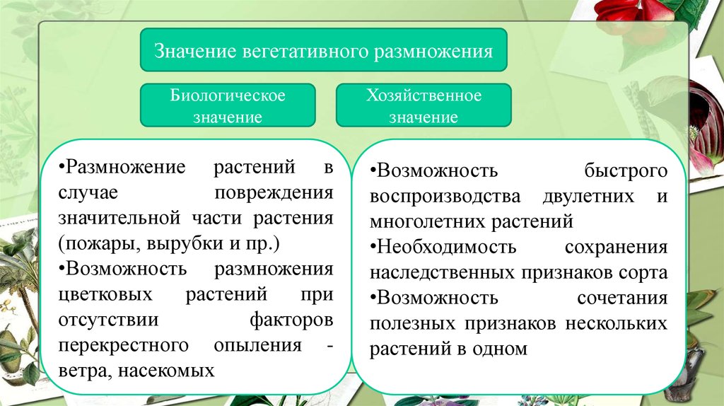 Размножение природы. Значение вегетативного размножения. Биологическое и хозяйственное значение вегетативного размножения. Значение вегетативного размножения растений. Вегетативное размножение естественное и искусственное.