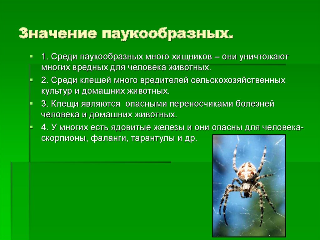 Роль паукообразных в природе и жизни. Роль паукообразных. Значение паукообразных. Роль паукообразных в природе. Значение паукообразных в природе.