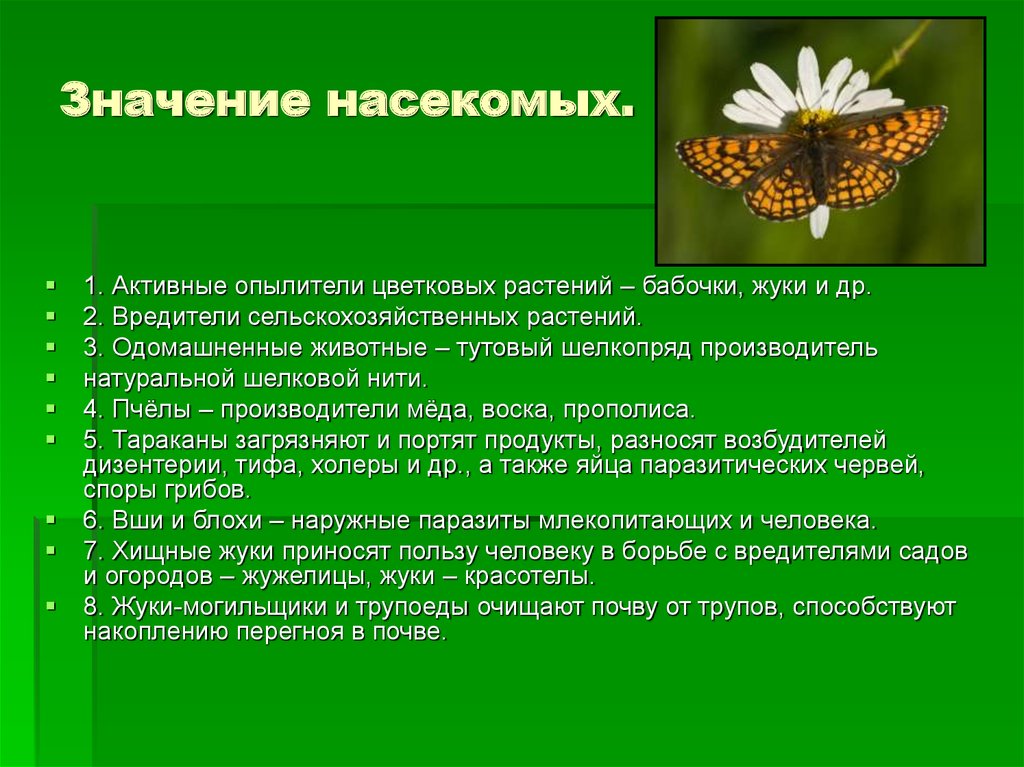 Роль насекомых в жизни. Значение насекомых. Значение насекомых в природе. Насекомые-опылители список. Суточная активность насекомых опылителей растений.