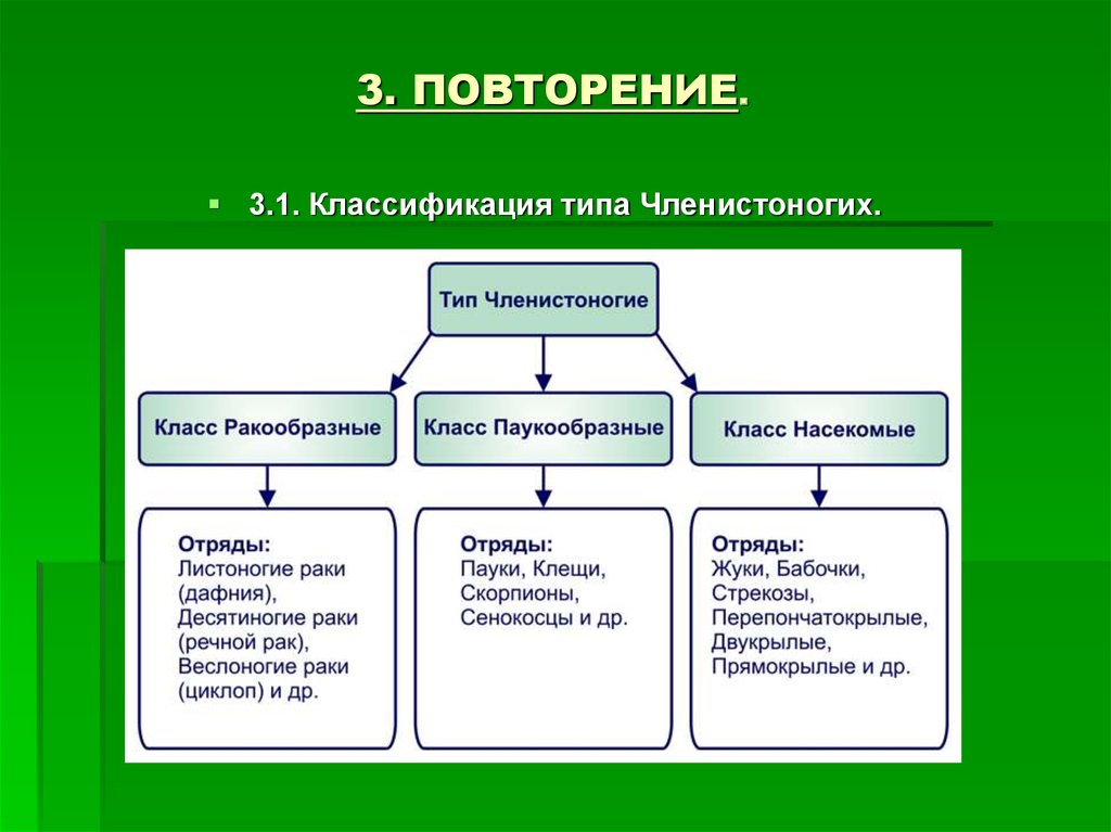 Типы классов. Классификация членистоногих схема. Классификация типа членистоногих 7 класс. Схема типа членистоногих. Схема классификации типа Членистоногие.